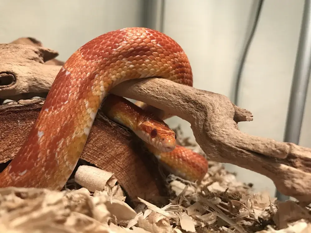 Terrarium für Schlangen