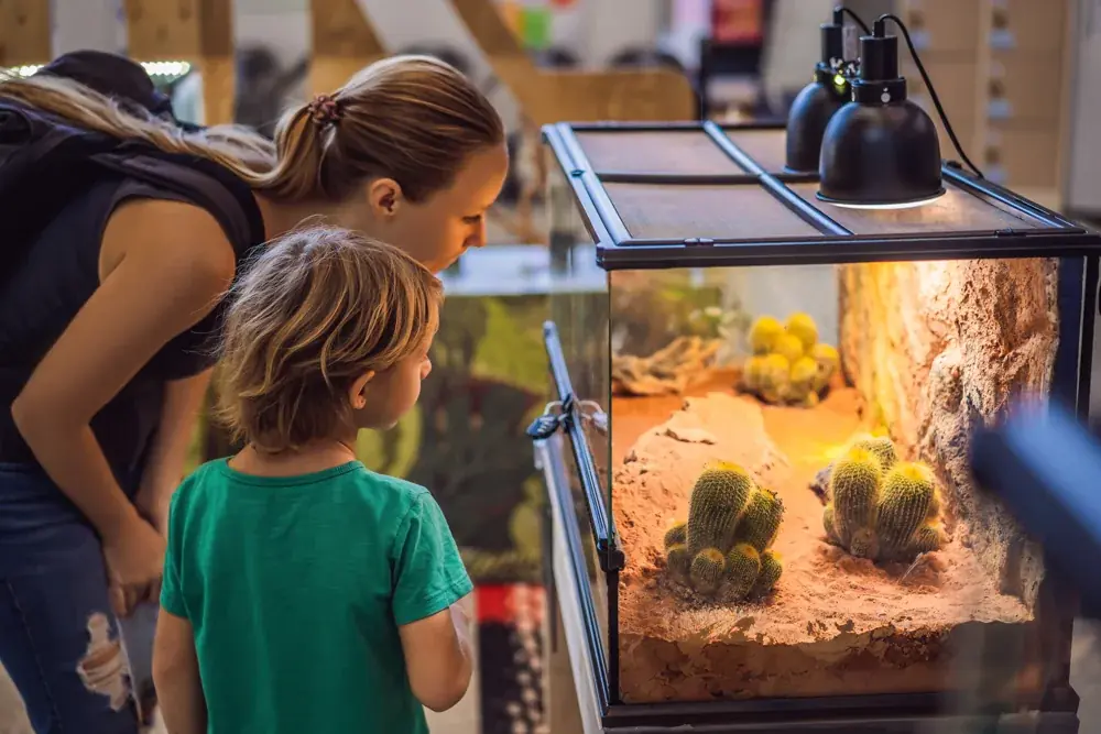Terrariumpflege während des Urlaubs