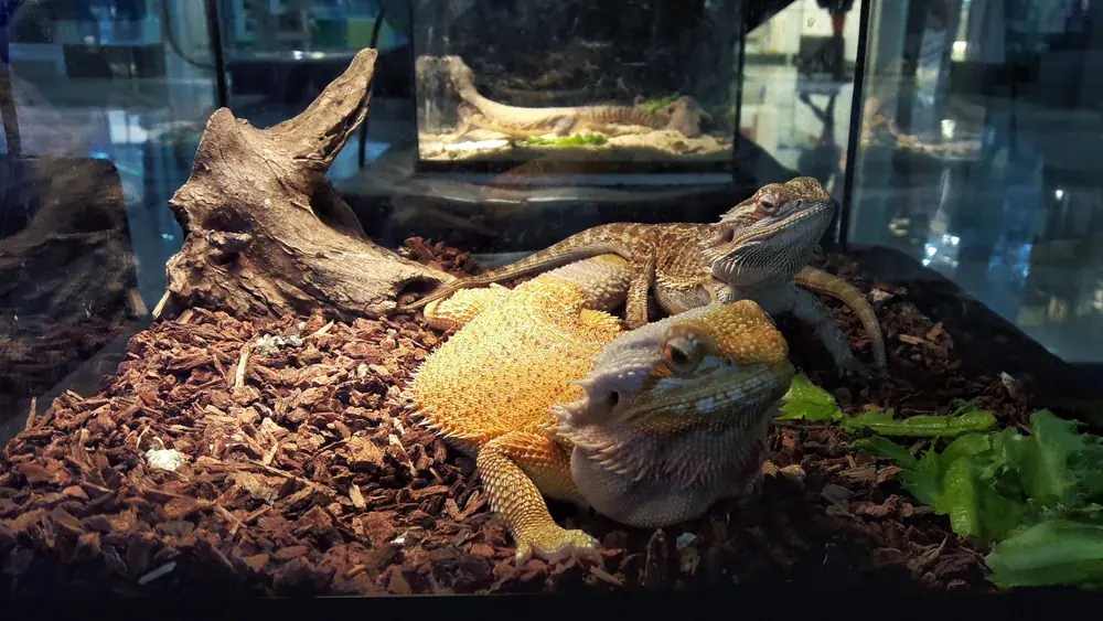 Terrariumtypen