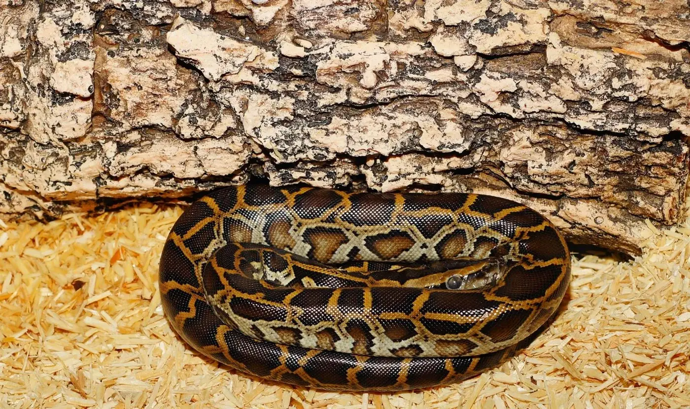 Tigerpython (Python molurus) - Arten, Lebensraum & Haltung