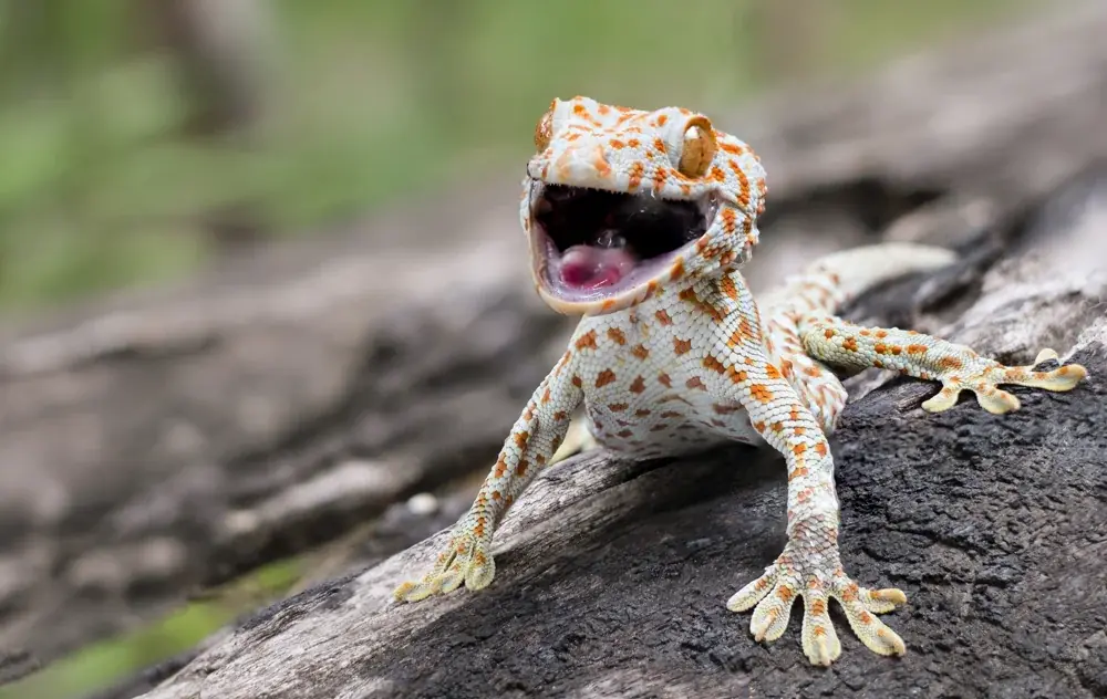 Tokeh (Gekko gecko) ist seit 2019 CITES-geschützt