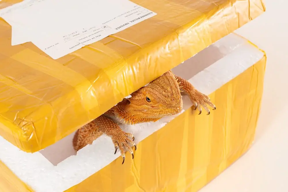Transport von Reptilien ohne Stress