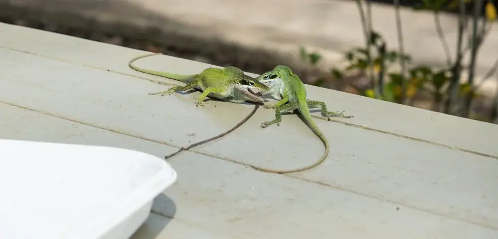 Vermeidung von Stress für Reptilien