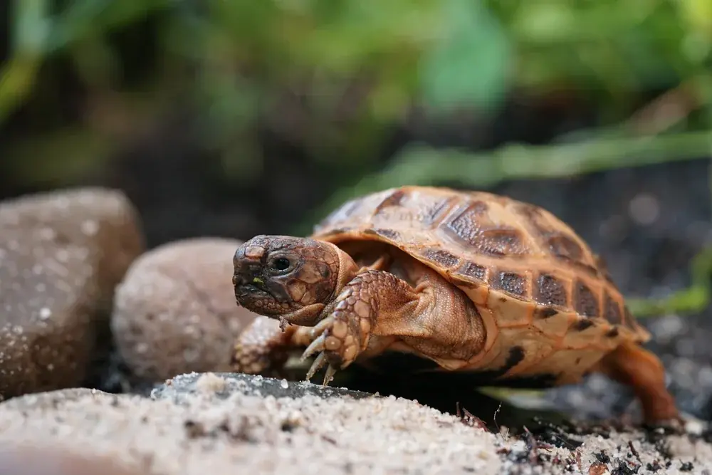 Vierzehenschildkröte (Testudo horsfieldii) - Merkmale, Lebensraum & Haltung