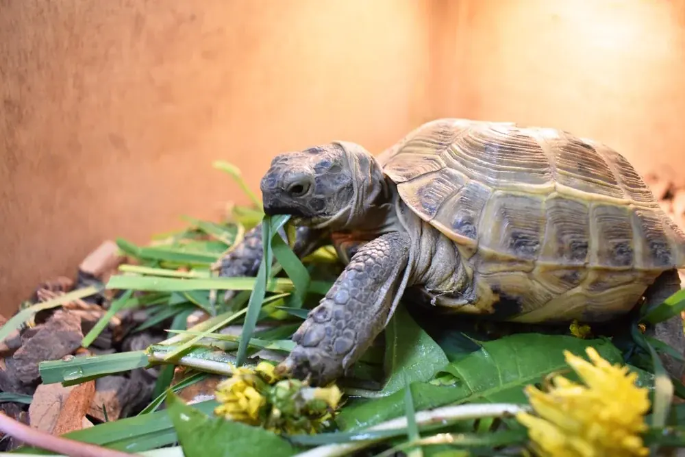 A,Small,Central,Asian,Tortoise,Sits,In,A,Wooden,Terrarium.