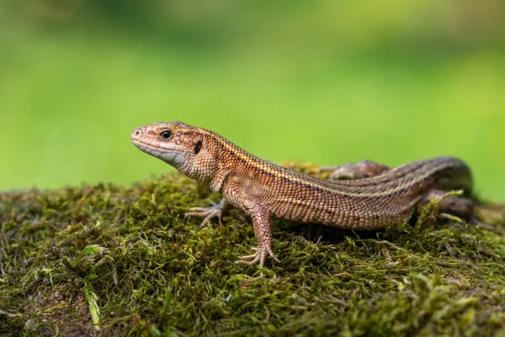 Waldeidechse (Zootoca vivipara) - Merkmale, Lebensraum & Haltung