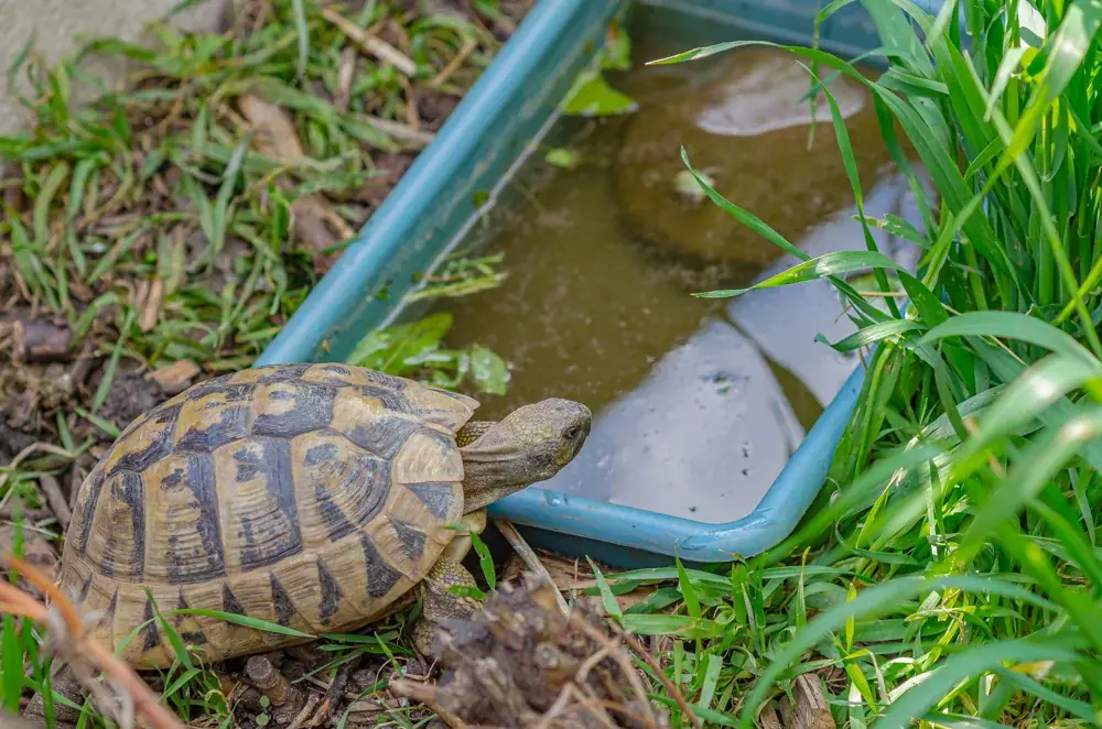 Wasser im Terrarium