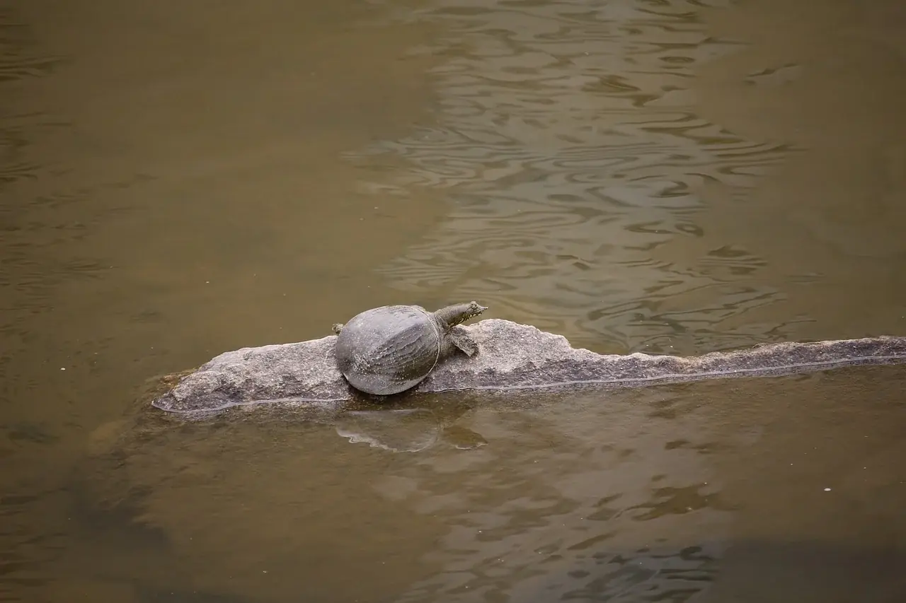 Weichschildkröten