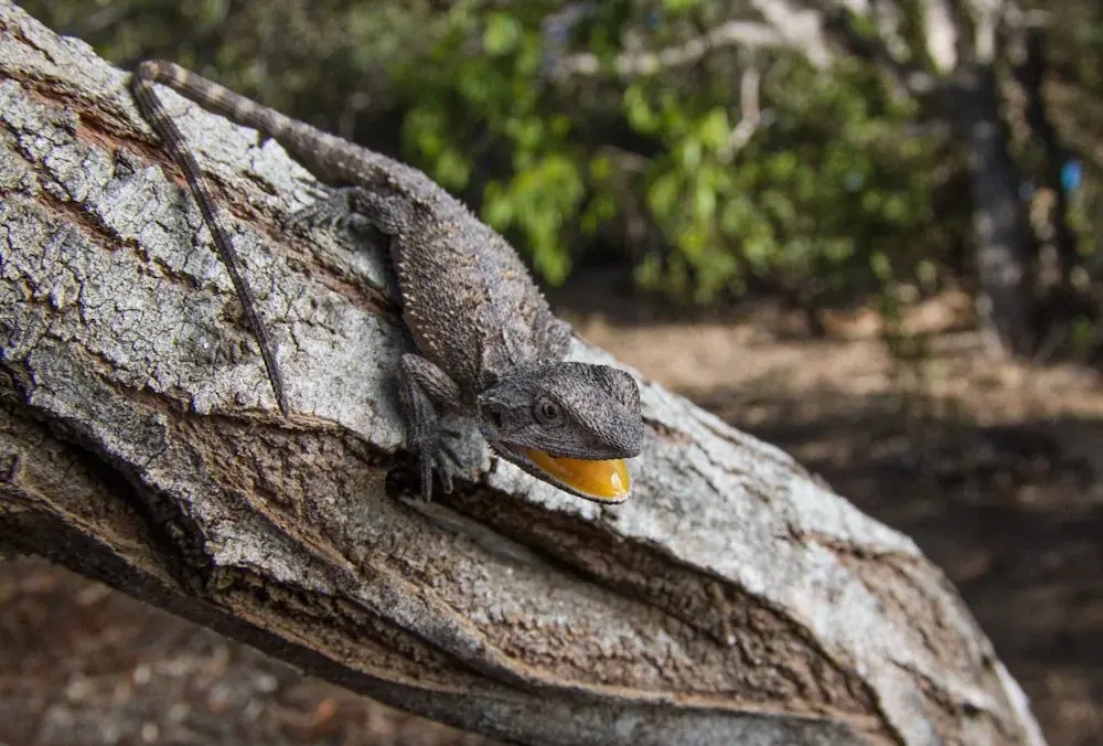 Westliche Bartagame (Pogona minor)
