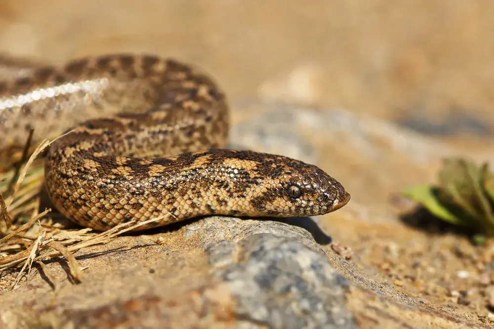 Westliche Sandboa (Eryx jaculus) - Merkmale, Lebensraum & Haltung