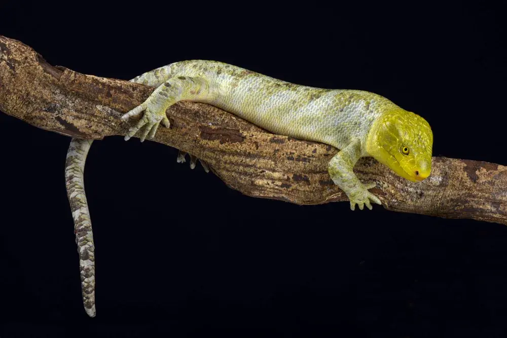 Wickelschwanzskink (Corucia zebrata) - Merkmale, Lebensraum & Haltung