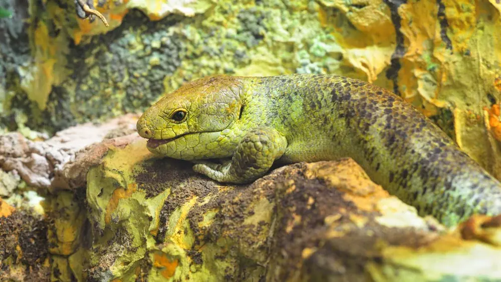 Wickelskink (Corucia zebrata) - Merkmale, Lebensraum & Haltung
