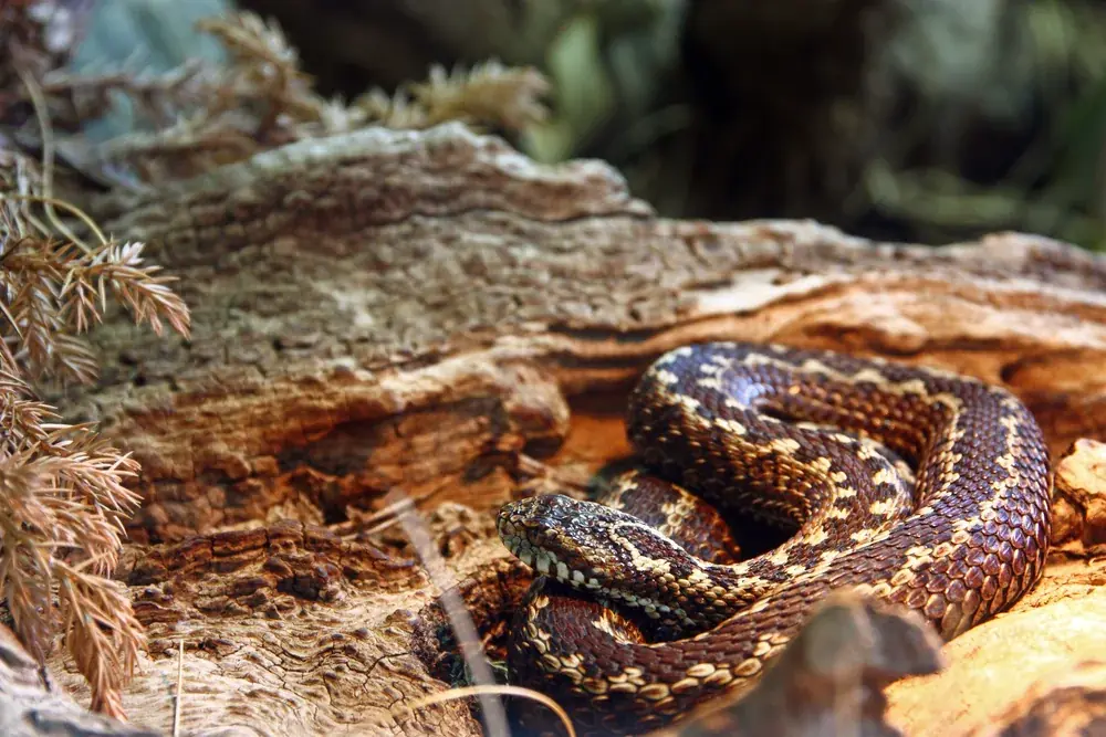 Wiesenotter (Vipera ursinii) - Merkmale, Lebensraum & Haltung