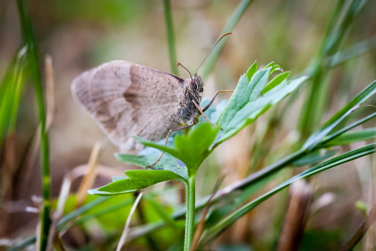 Wiesenplankton als Reptilienfutter