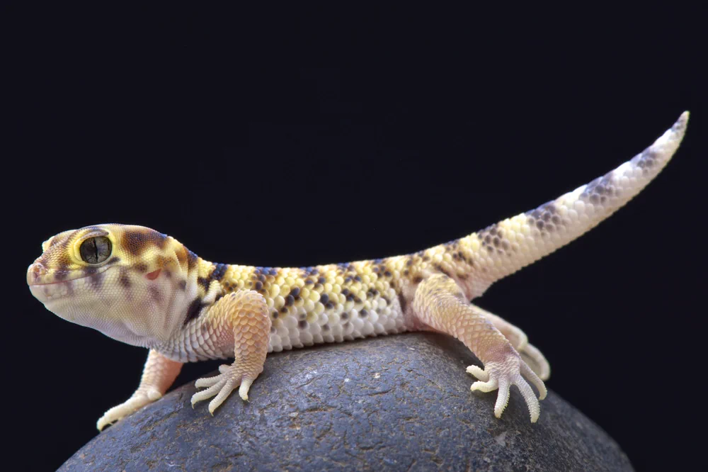 Under Gecko Wundergecko (Teratoscincus przewalskii) - Merkmale, Lebensraum ...