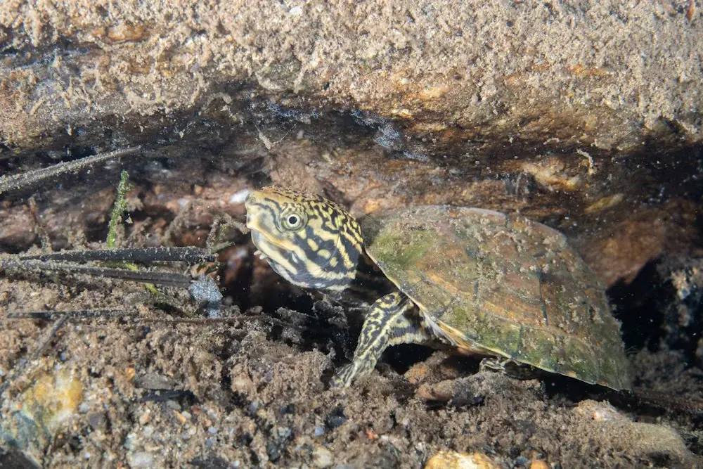 Zwerg-Moschusschildkröte (Sternotherus minor)