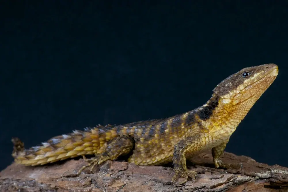 Tropischer Gürtelschweif (Cordylus tropidosternum) - Merkmale, Lebensraum & Haltung