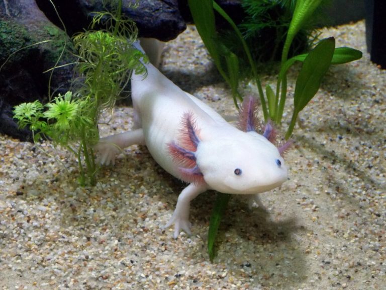 Axolotl: Arten, Lebensraum & Haltung