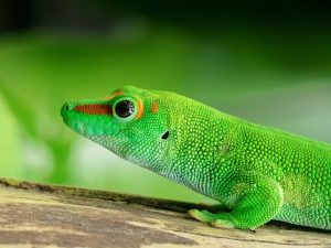 Taggecko: Arten, Lebensraum & Haltung