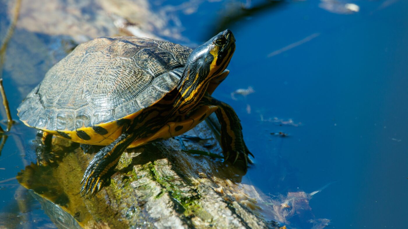 Gelbwangenschildkröte: Lebensraum, Pflege & Haltung