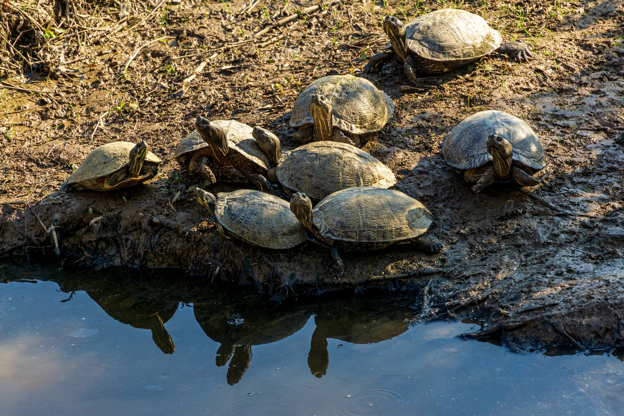Moschusschildkröte: Arten, Lebensraum & Haltung
