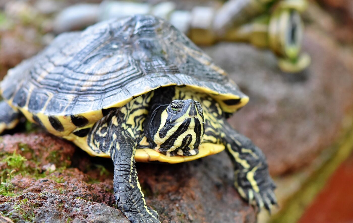 Wasserschildkröte: Arten, Lebensraum & Haltung