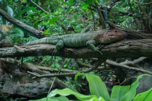 Krokodilteju: Lebensraum, Pflege & Haltung