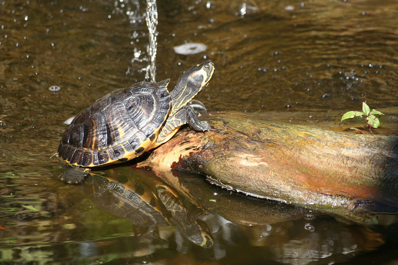 Gelbwangenschildkröte Lebensraum, Pflege & Haltung Reptilica