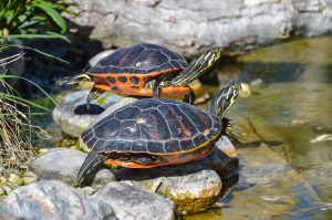 Wasserschildkröte im Aquaterrarium