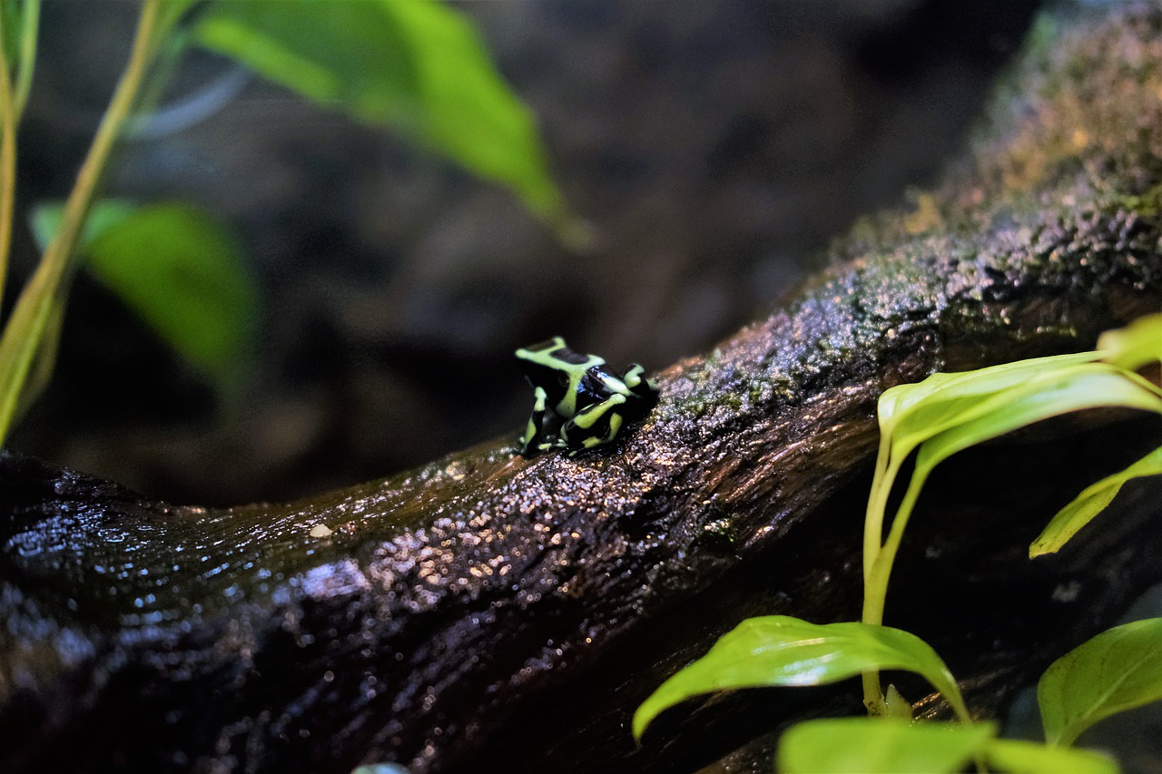 Grüner Frosch im tropischen Regenwaldterrarium