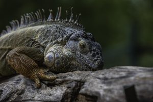 lizard, iguana, reptiles