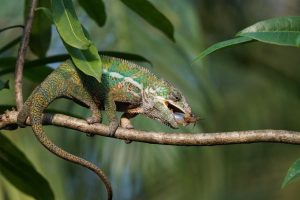 panther chameleon, feed, wolf down