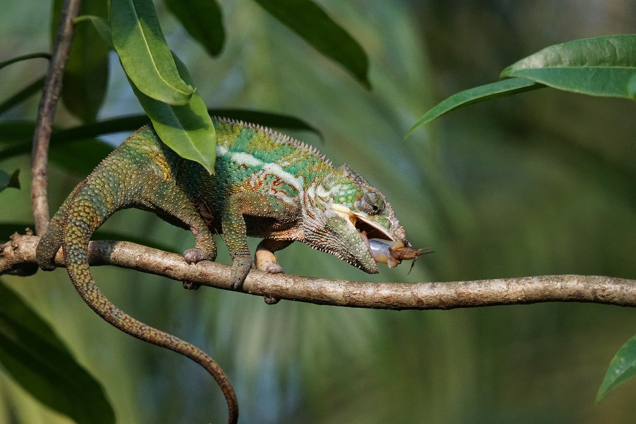 panther chameleon, feed, wolf down