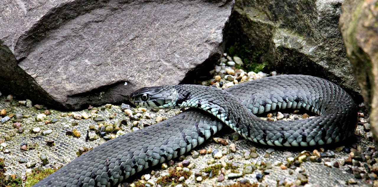 grass snake, line, reptile