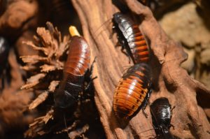 cockroaches, animals, insects