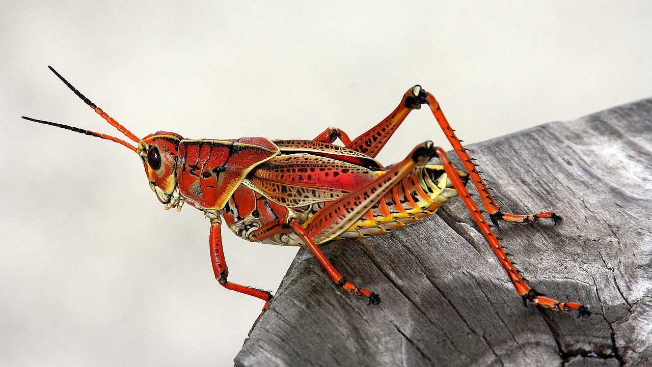 grasshopper, insect, red