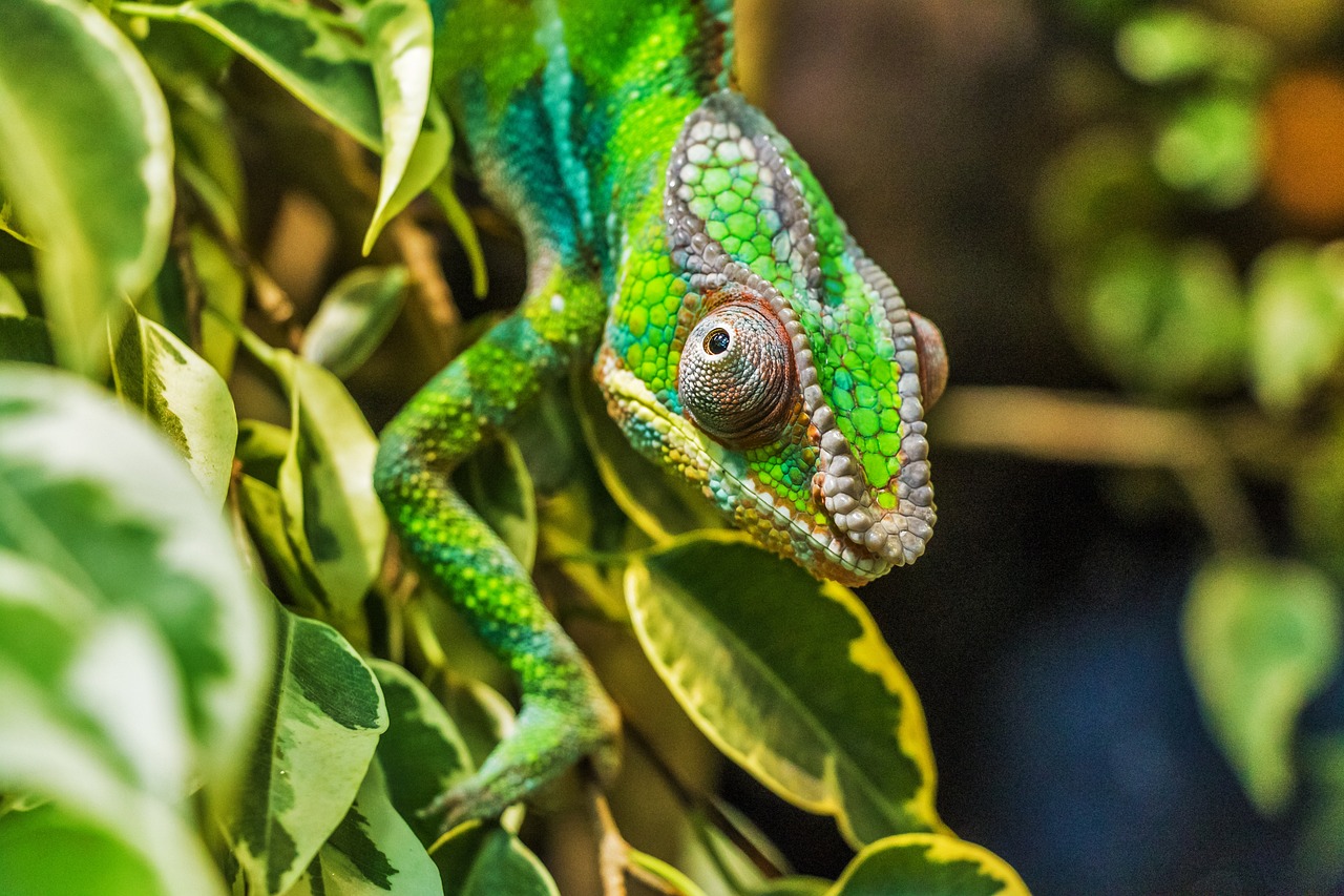 chameleon, panther chameleon, furcifer pardalis