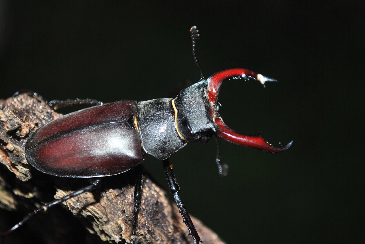 stag beetle, beetle, insect