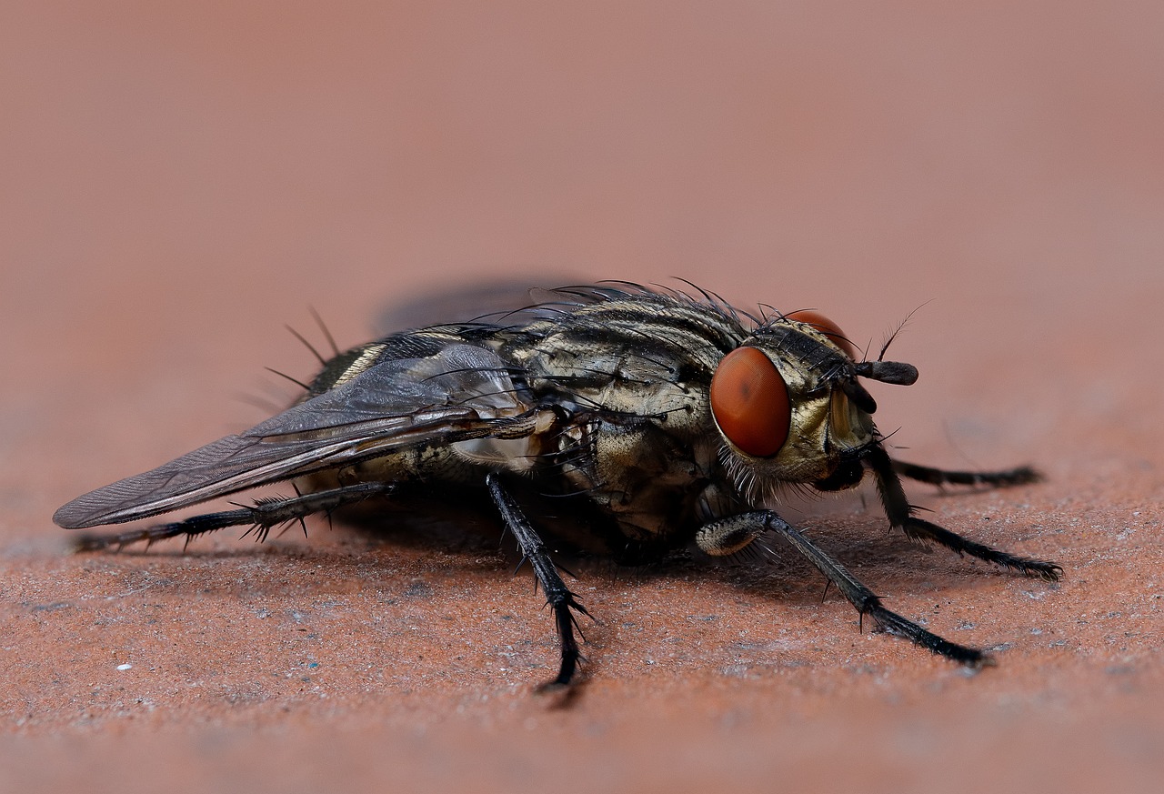fly, macro, insect