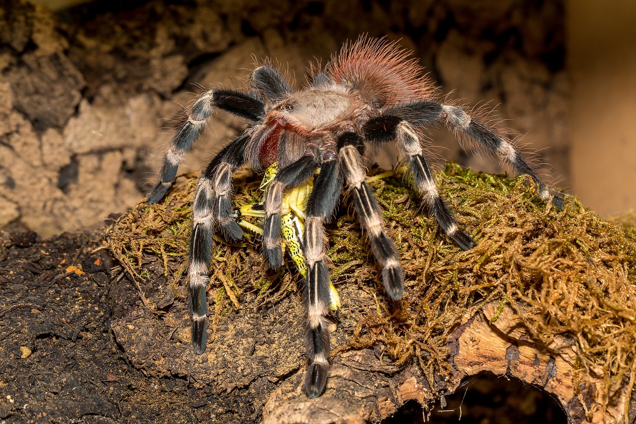 tarantula, nhandu, domestic animal