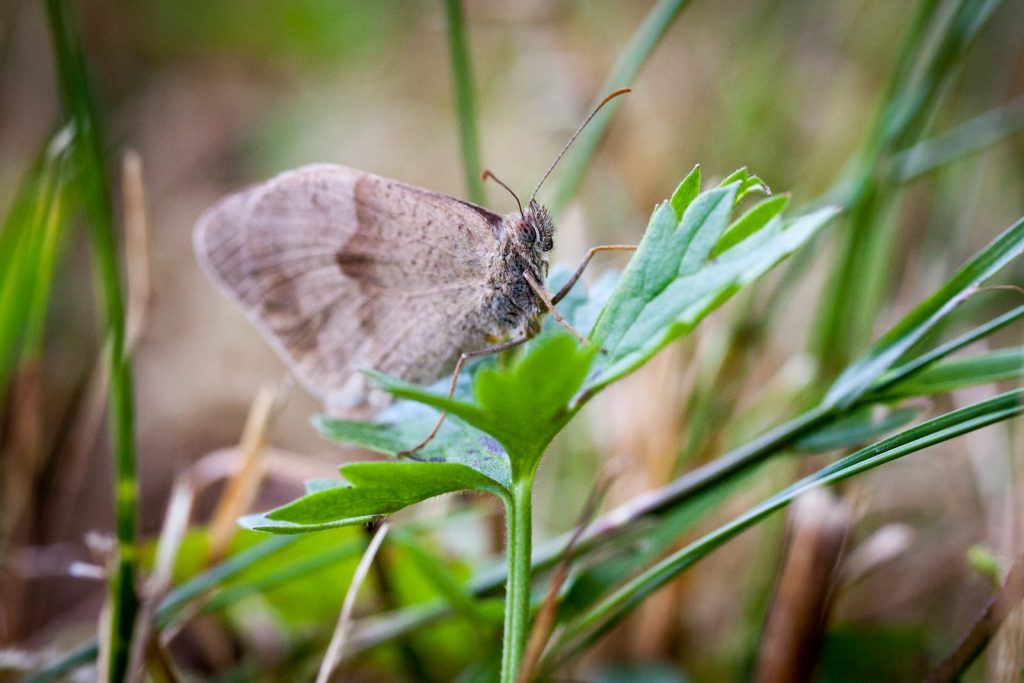 a butterfly on a leaf