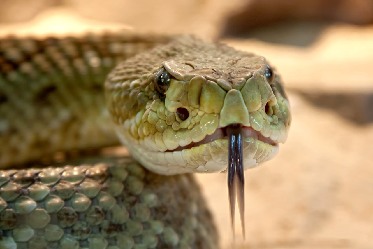 speckled rattlesnake, snake, animal