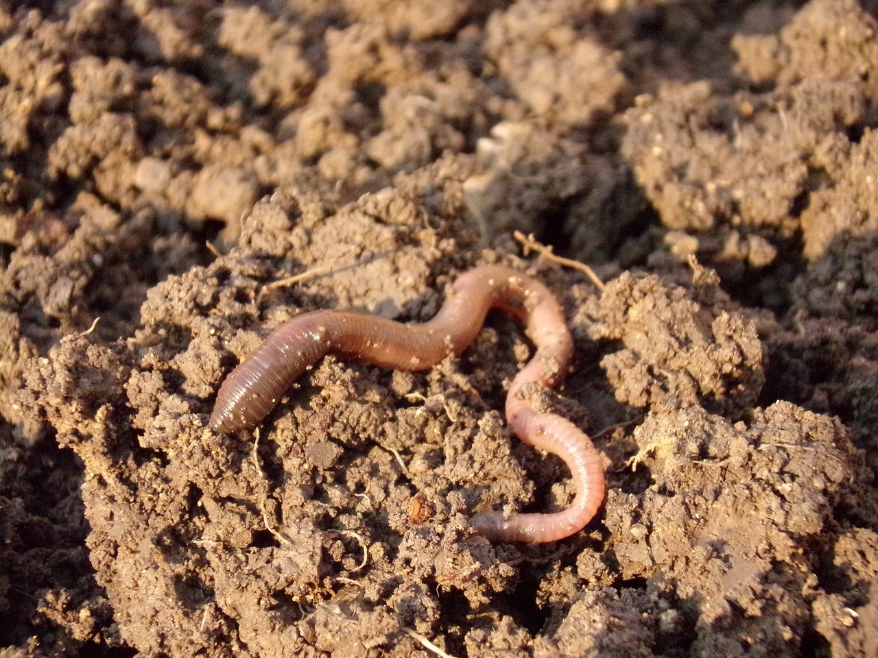 earthworm, soil, dirt