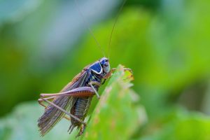 nature, insect, grasshopper