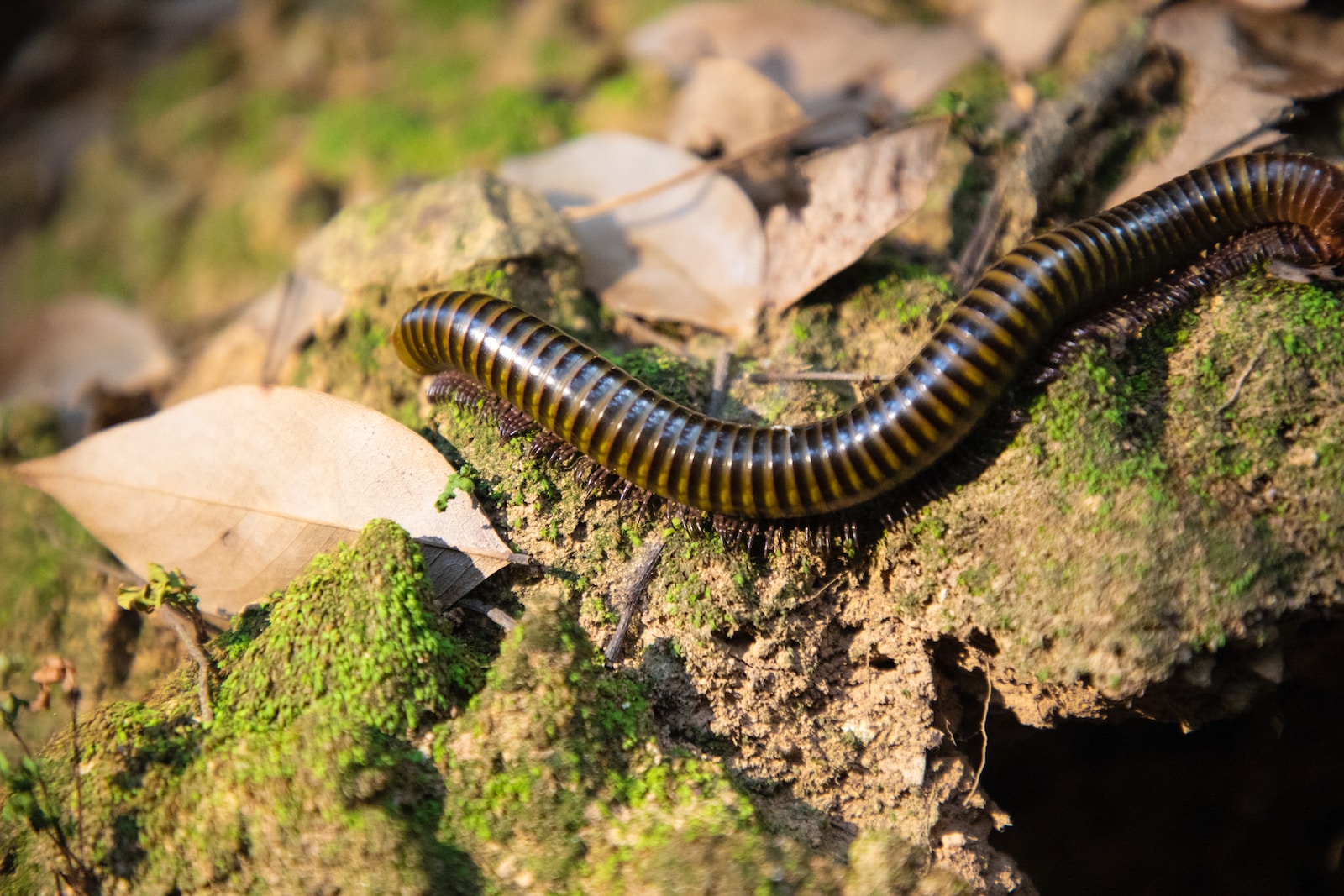 a brown and black caterpillar crawling on a rock
