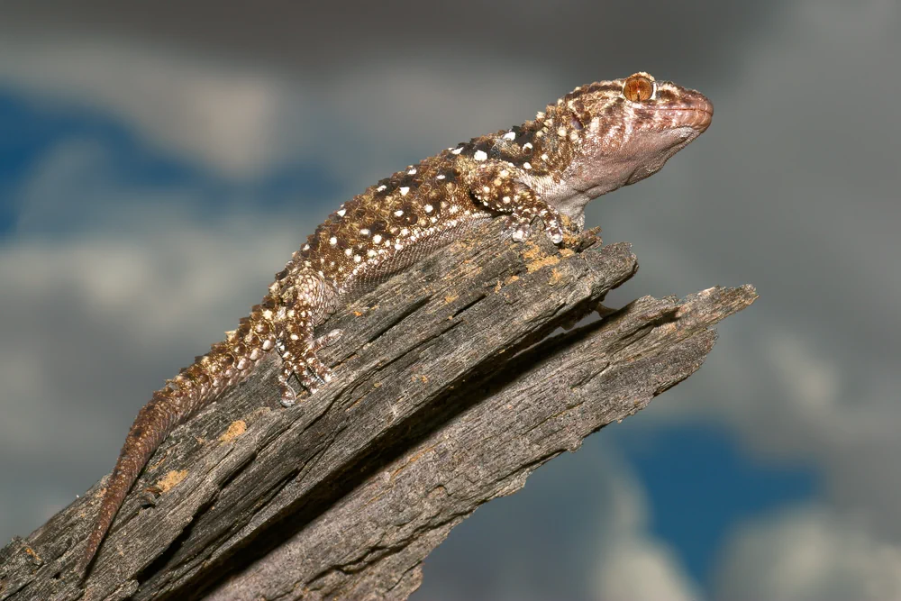 Bibrons Dickfingergecko