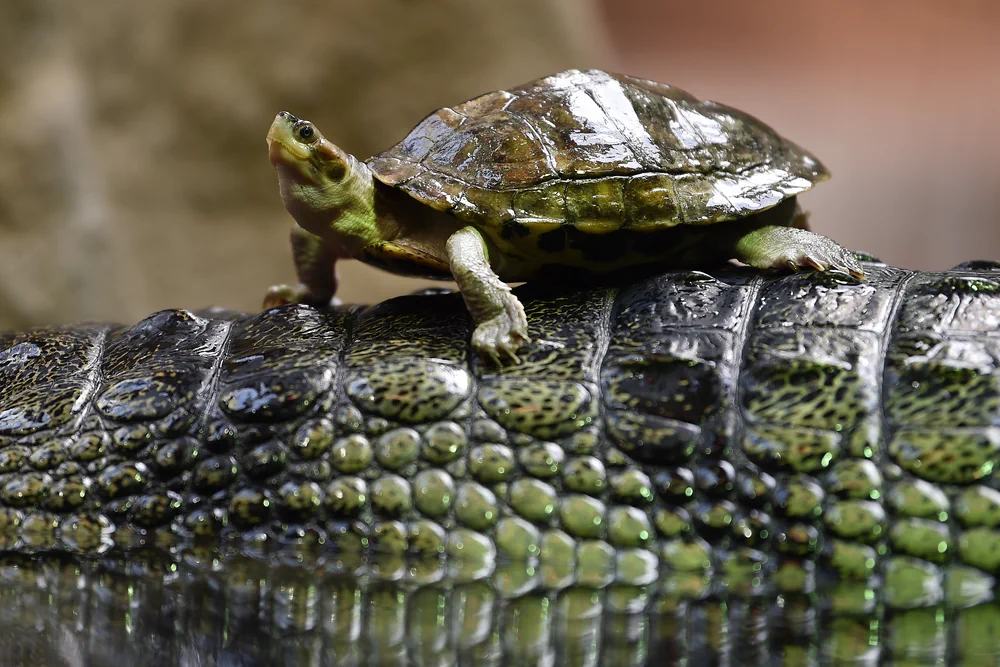 Braune Dachschildkröte