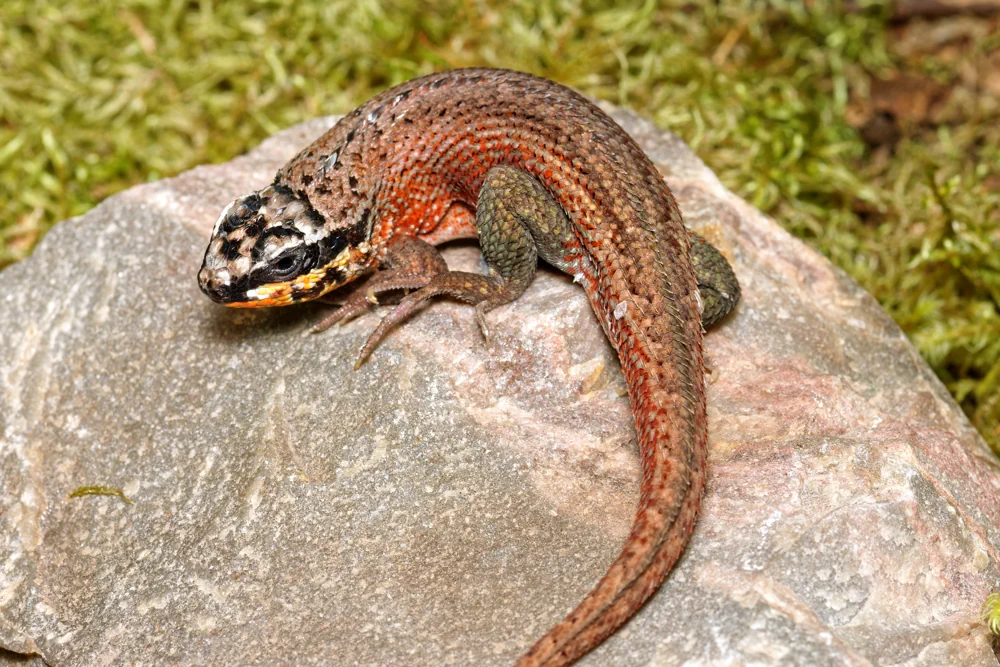 Bunter Haiti-Maskenleguan