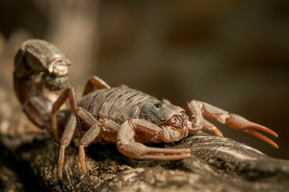 Dickschwanzskorpion