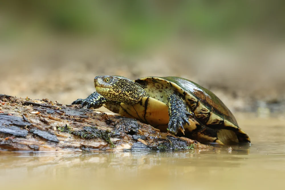 Europäische Sumpfschildkröte